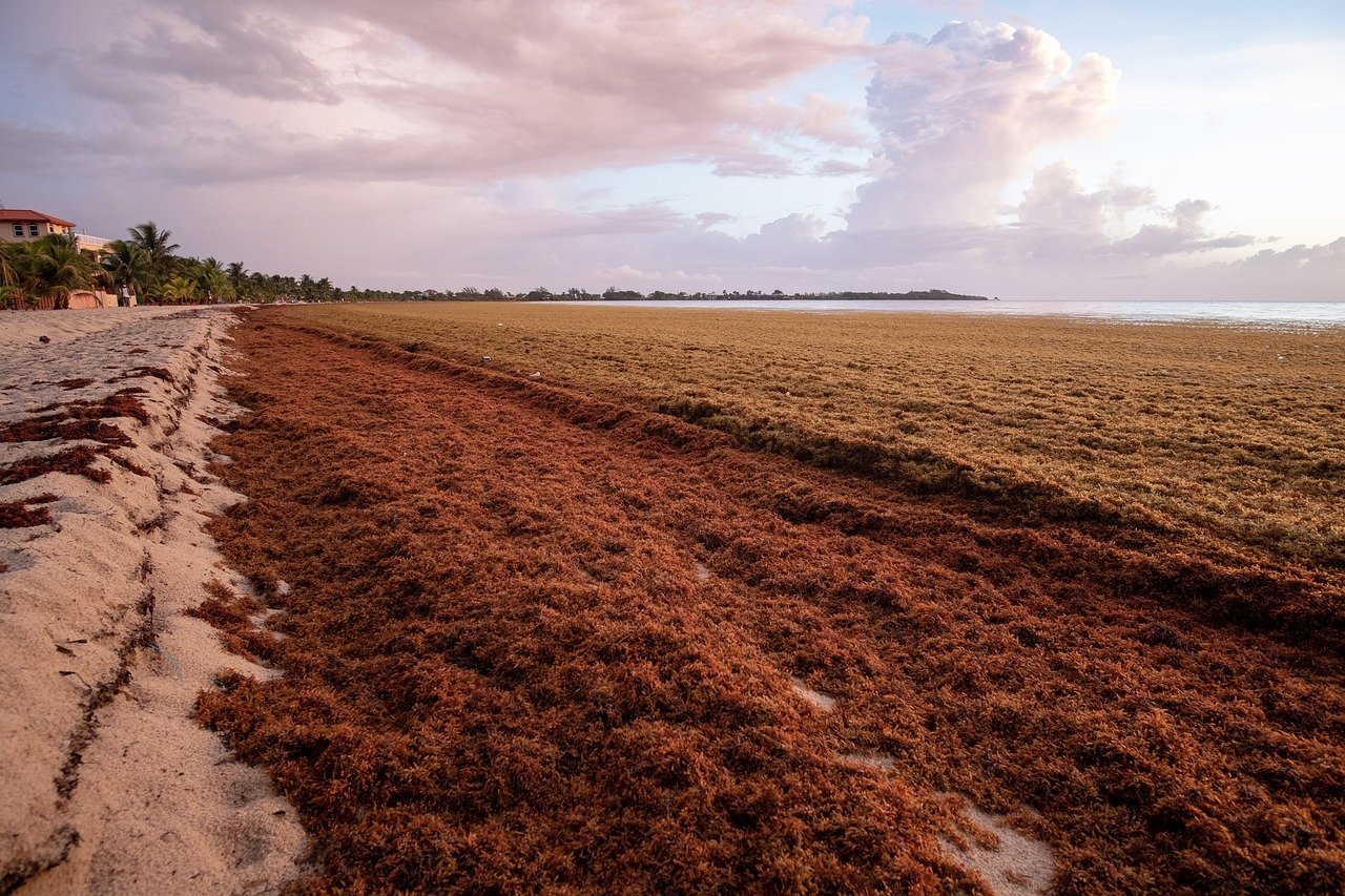 When is the Best Time to Miss the Sargassum in Mexico?